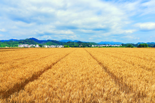 麦田