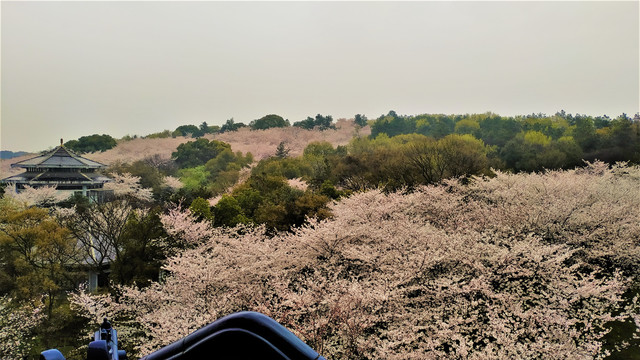 鼋头渚樱花