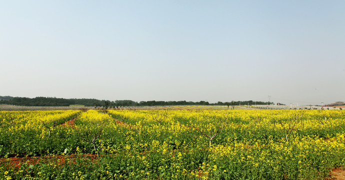 油菜花