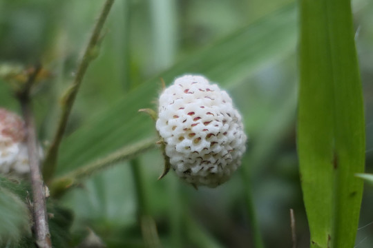 黄毛草莓