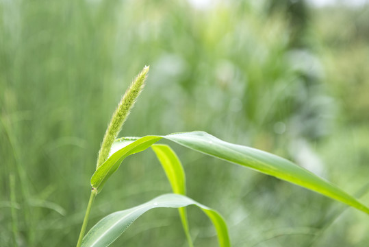 狗尾草