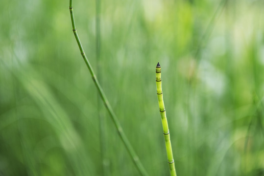 笔管草节节草