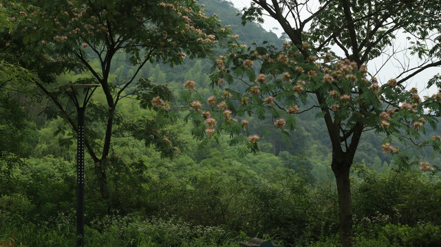 开花的合欢树