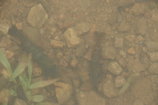 溪水中的小河虾
