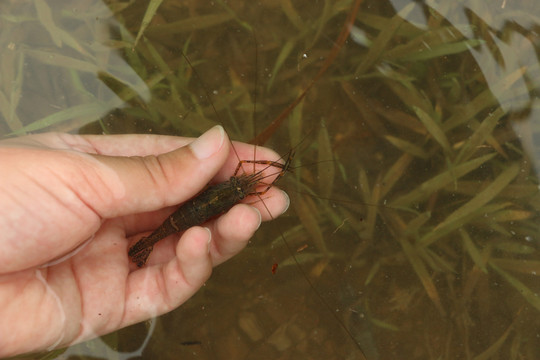 溪水中的小河虾