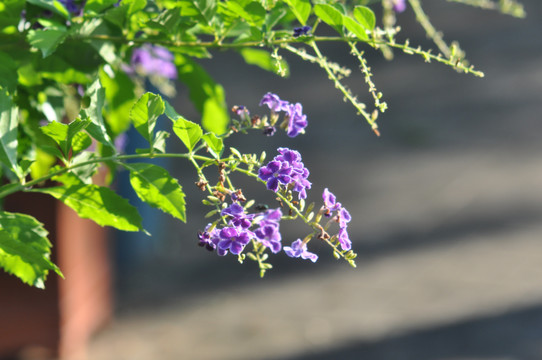 野花玫瑰花牵牛花