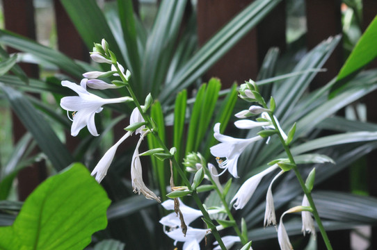 野花玫瑰花牵牛花