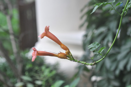 野花玫瑰花牵牛花