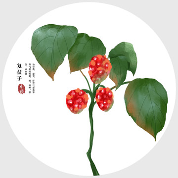 復(fù)盆子