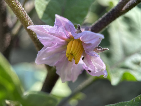 茄子花