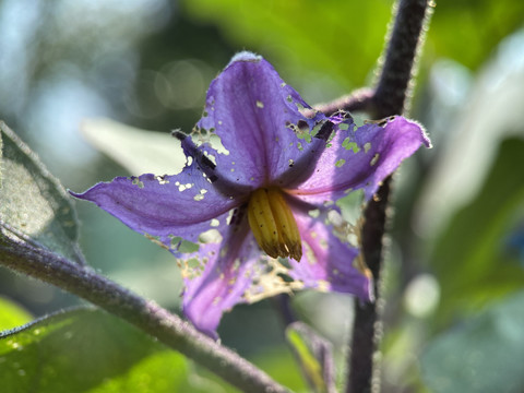 茄子花