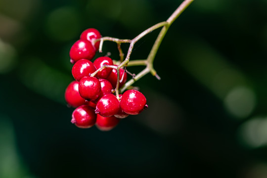 森林中红色的野生浆果
