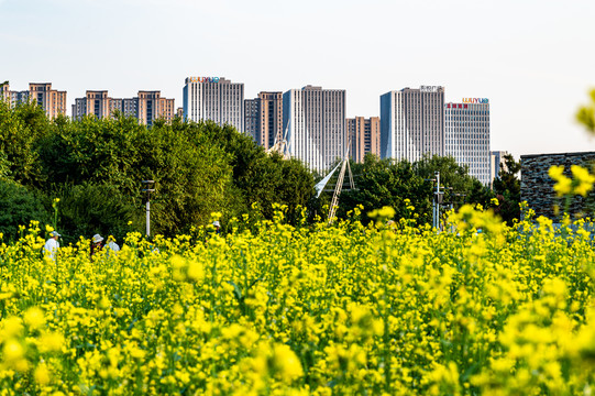 中国长春公园盛开的油菜花