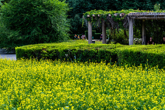 中国长春公园盛开的油菜花