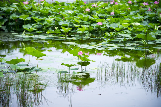 荷花池