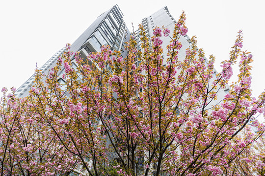 仰拍日本重瓣樱花