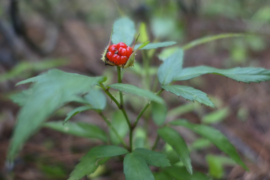 茅莓