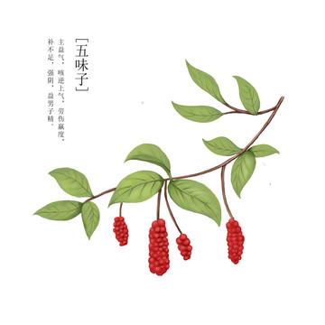 五味子手繪插畫