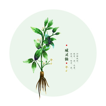 威靈仙