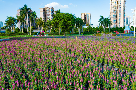 南宁花卉公园苗圃育苗基地