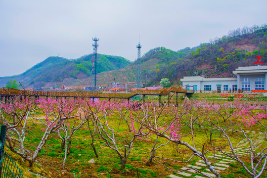 上河口火车站桃园与空中木栈道