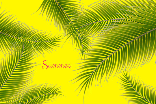 夏日棕榈叶背景