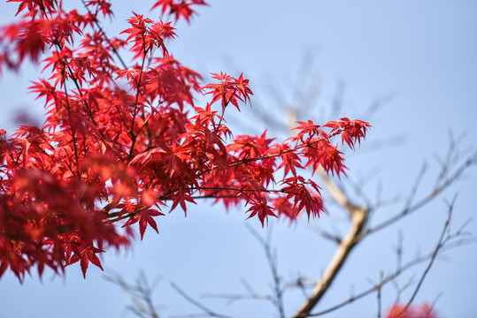 鸡爪槭