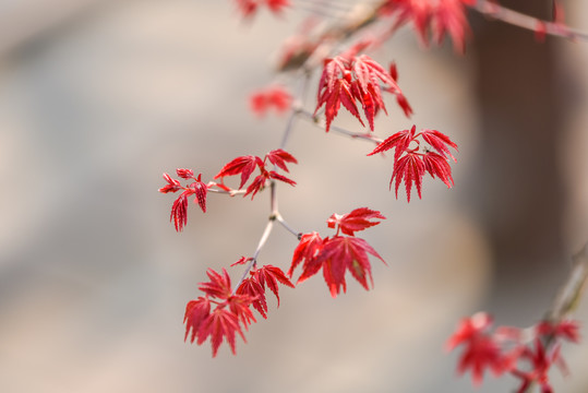 鸡爪槭