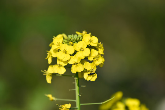 油菜花