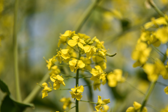 油菜花