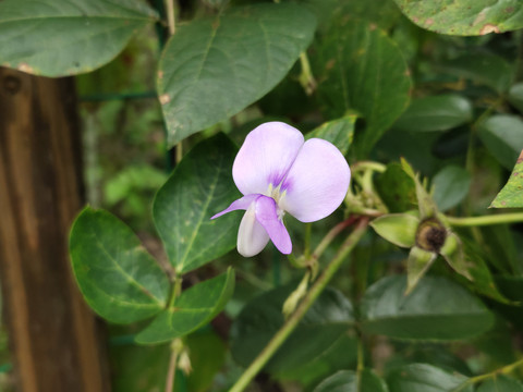 菜园子里的紫色小花