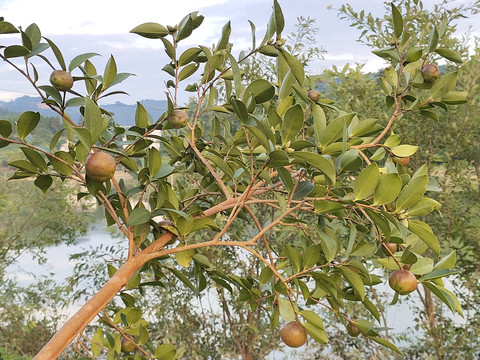 油茶果