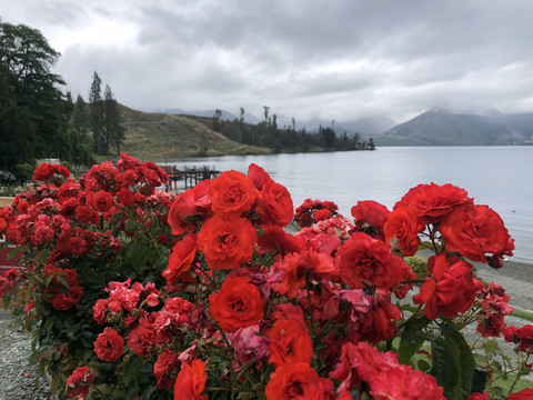 玫瑰花海