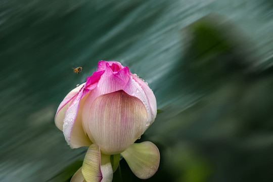 水墨画摇曳的荷花