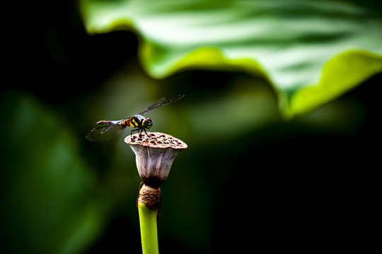 莲籽蜻蜓