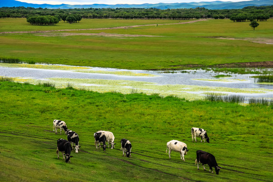 牛群河流草原