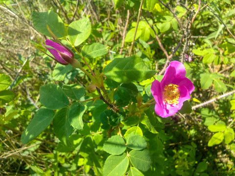 野生刺玫果花