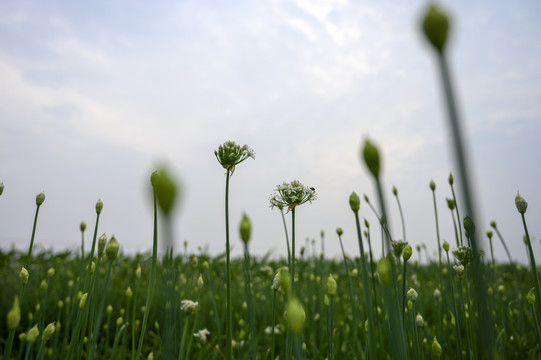 韭菜苔