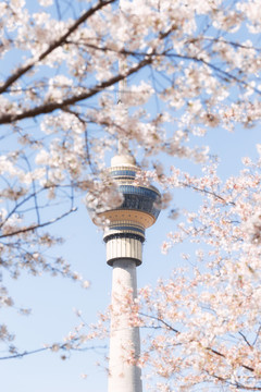 樱花盛开下的中央电视塔