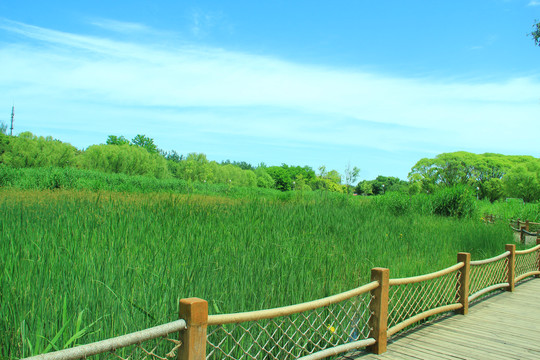 湿地栈道