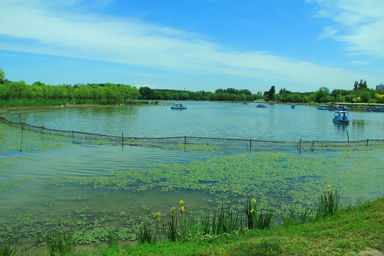 大明湖