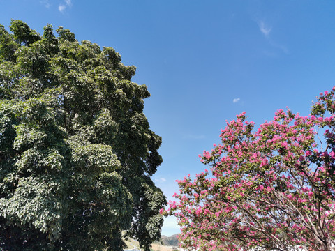 大树枝叶紫薇花天空