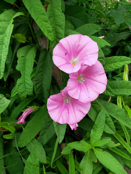 牵牛花