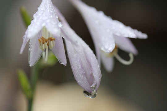 雨后的花朵