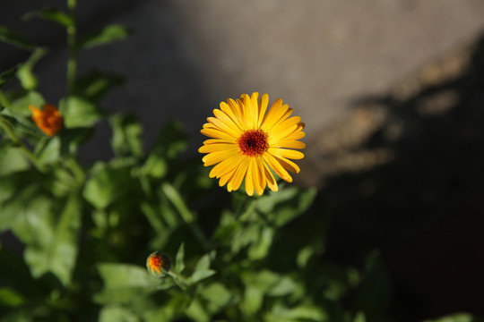 菊花院子里的一朵小花