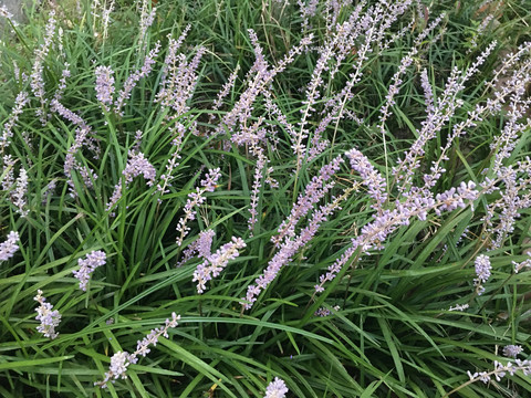 麦冬开花了