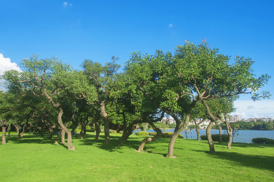 龙牙花树林