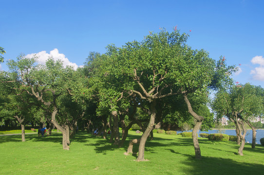 龙牙花树林风景