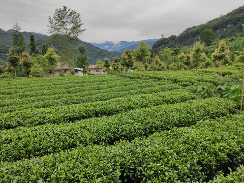 高山茶园