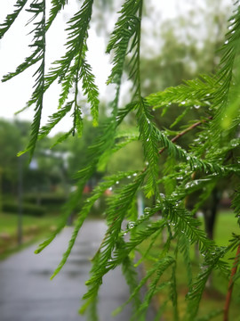 芜湖中江公园的早晨